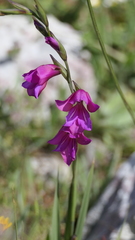 Gladiolus illyricus