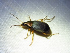 Chlaenius tricolor