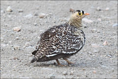 Pterocles bicinctus multicolor