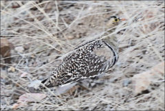 Pterocles bicinctus multicolor