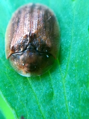 Hypocassida subferruginea