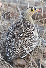 Pterocles bicinctus multicolor