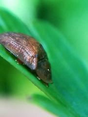 Hypocassida subferruginea