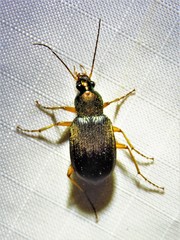 Chlaenius tricolor