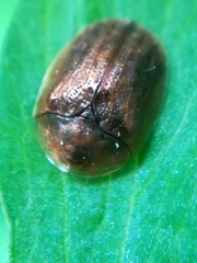 Hypocassida subferruginea