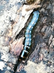 Elateridae