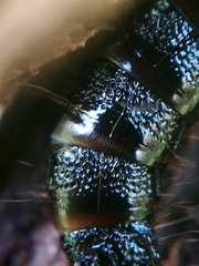 Elateridae