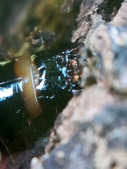 Elateridae