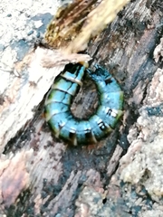 Elateridae