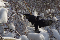 Corvus frugilegus