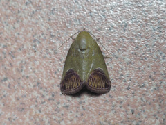 Asinduma exscripta
