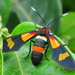 Pleasant Hornet Moth - Photo (c) Peter Vos, some rights reserved (CC BY-NC), uploaded by Peter Vos