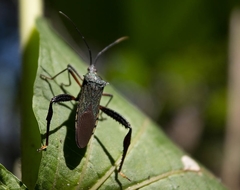 Stenometapodus impictus