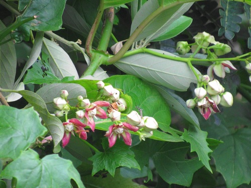 Mondia whitei (Hook.fil.) Skeels