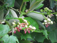 Mondia whitei
