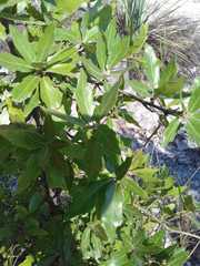 Quercus saltillensis