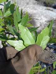 Quercus saltillensis