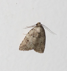 Tolpia conscitulana
