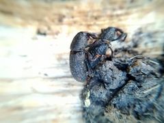 Mitoplinthus caliginosus