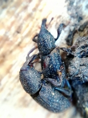 Mitoplinthus caliginosus