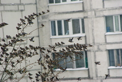 Bombycilla garrulus