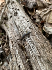 Plethodon glutinosus