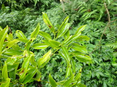 Beilschmiedia erythrophloia
