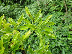 Beilschmiedia erythrophloia