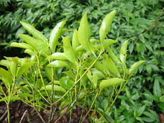Beilschmiedia erythrophloia