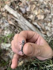 Plethodon glutinosus