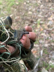 Plethodon glutinosus