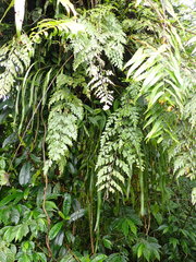 Asplenium neolaserpitiifolium