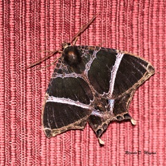 Coronidia orithea