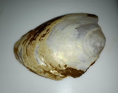 Pseudodontopsis euphratica