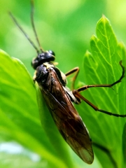 Aglaostigma fulvipes