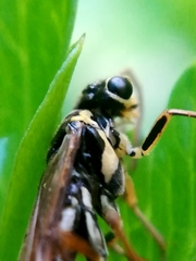 Aglaostigma fulvipes