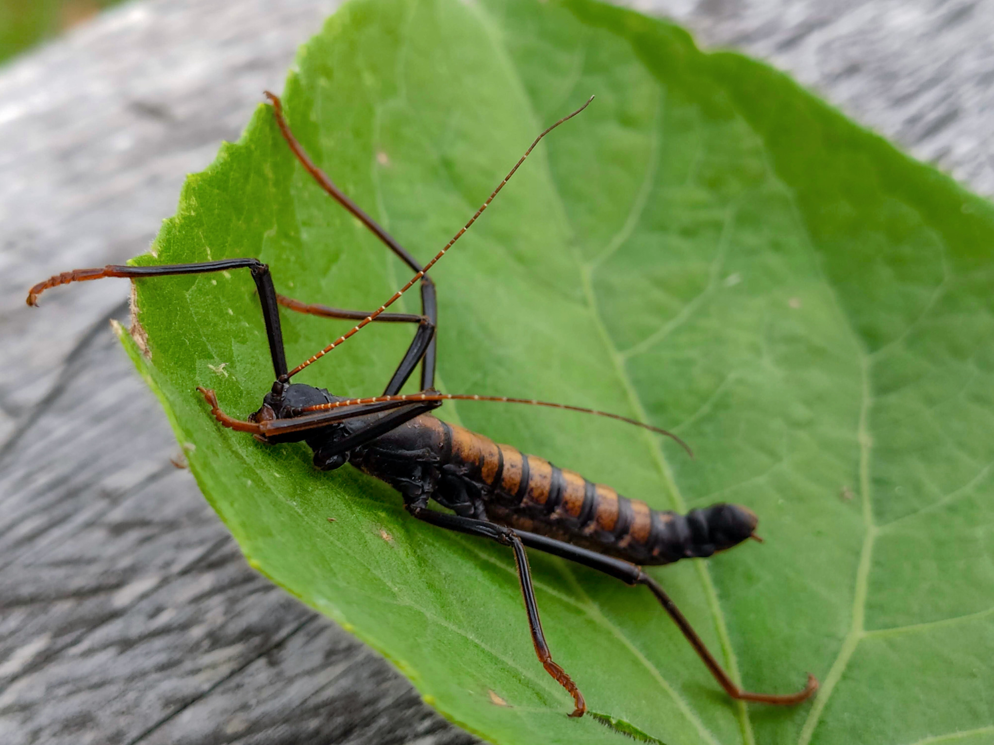 Pseudophasmatidae image