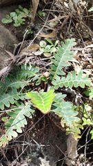Asplenium aureum