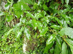 Beilschmiedia erythrophloia