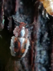 Epuraea imperialis