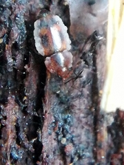 Epuraea imperialis