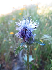 Carthamus caeruleus