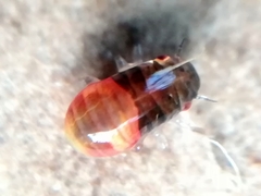 Aphrophoridae