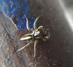 Leptofreya ambigua
