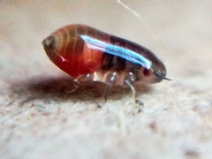 Aphrophoridae