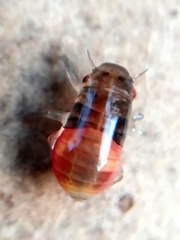 Aphrophoridae