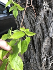 Ulmus pumila