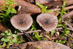Entoloma transmutans