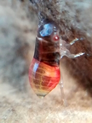 Aphrophoridae