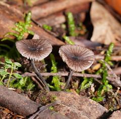 Entoloma transmutans